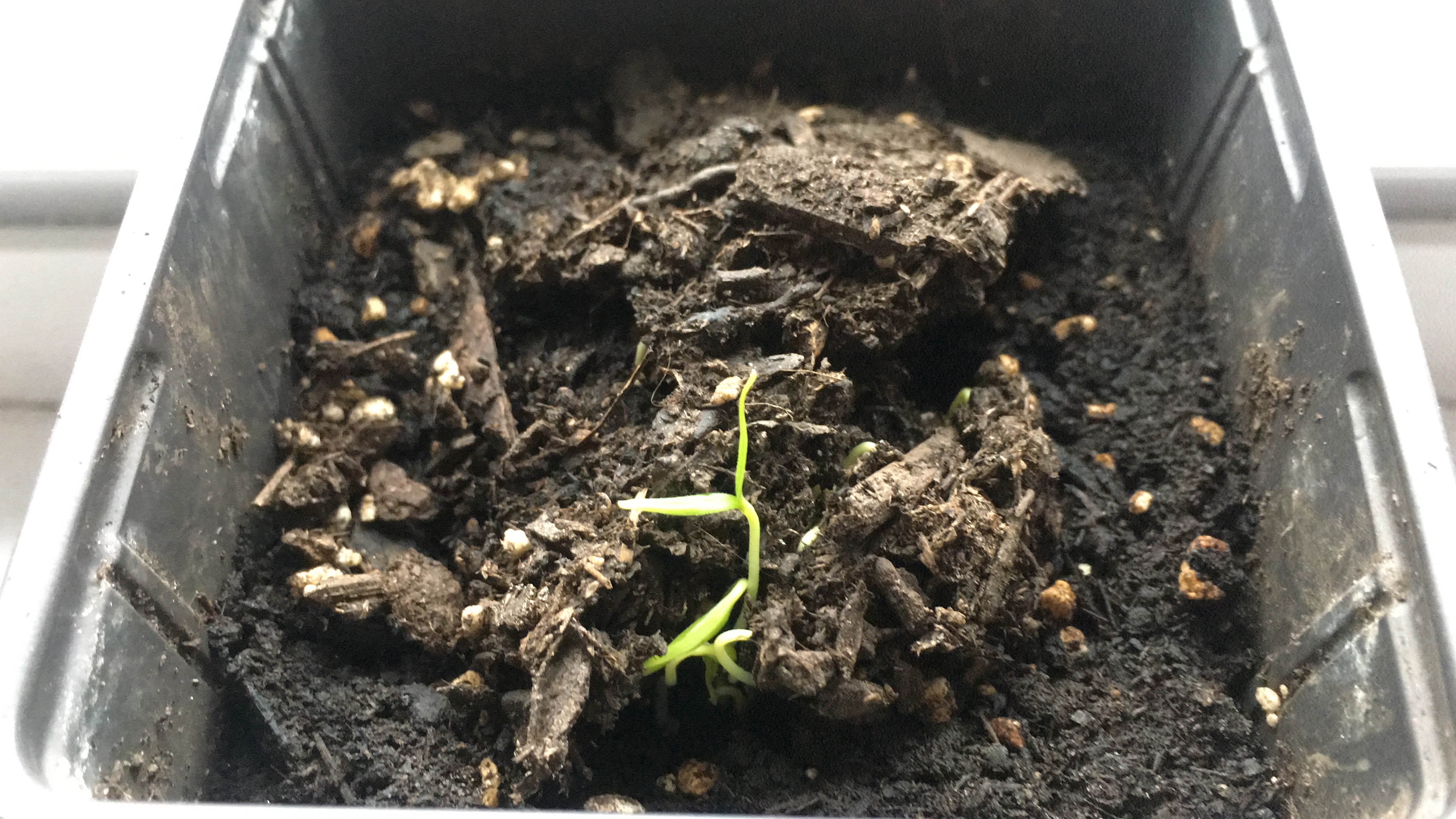 A sprouting plant