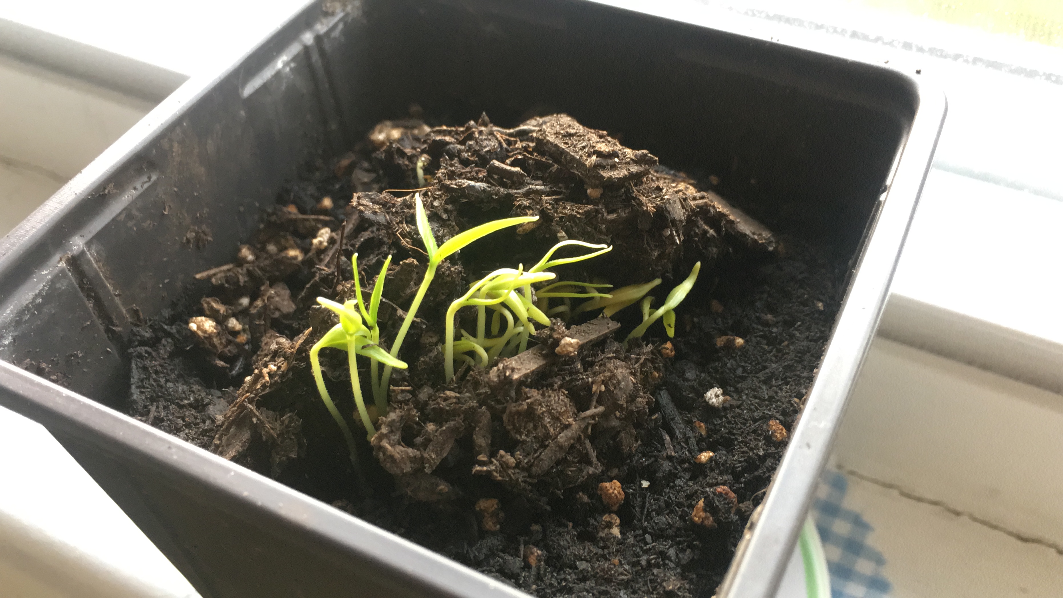 A sprouting plant